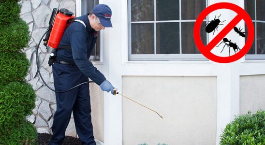 Gülyalı Pire İlaçlama böcek ilaçlama ve haşere kontrolü — ilaclama-tr.com